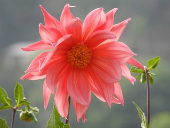 Close-up of pink flower blooming outdoors