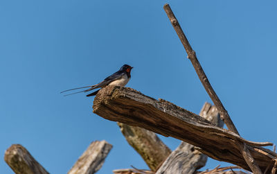 Low angle view of bird perching on tree against sky