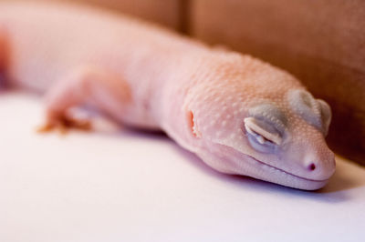 Close-up of lizard against white background