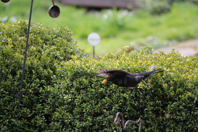 Blackbird flying in the garden