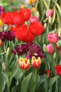 Close-up of red tulips