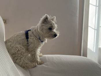 pet