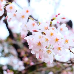 Close-up of apple blossoms