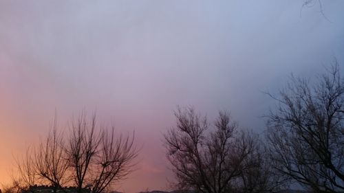 Trees against sky