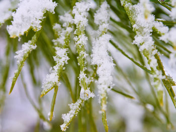 Close-up of white flowering plant