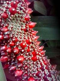 Close-up of red berries