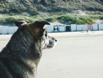 Close-up of dog on beach