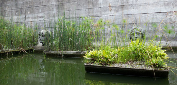 Plants in pond