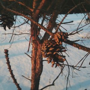 Close-up of snow on tree against sky during winter