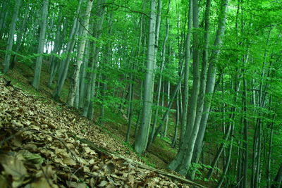 View of bamboo trees in forest