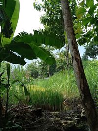 View of trees growing in field