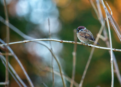 Close-up of bird perching on plant