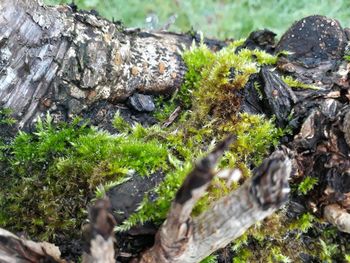 Close-up of moss on rock