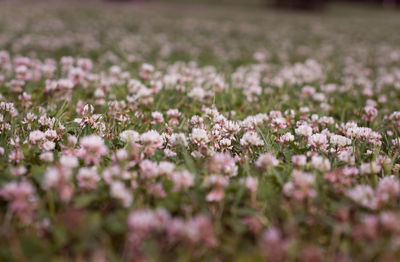 Close-up of pink flowers growing in field