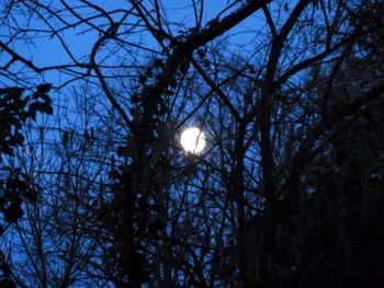 Low angle view of bare trees against clear sky