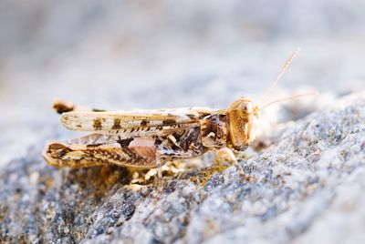 Close-up of grasshopper on rock