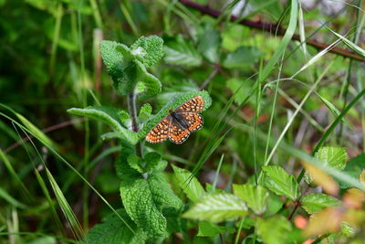 Close-up of butterfly on plant