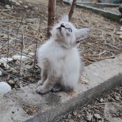 Cat looking away on field