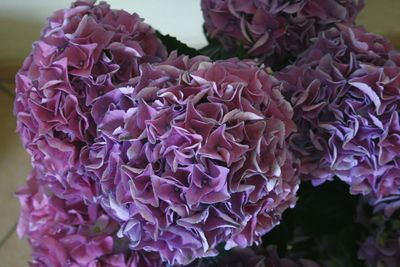 Close-up of pink rose