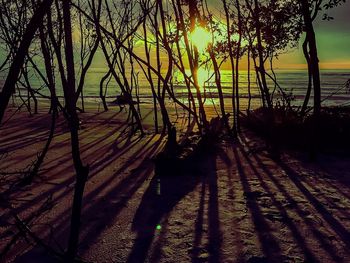 View of trees at sunset