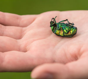 Close-up of ladybug on hand holding leaf