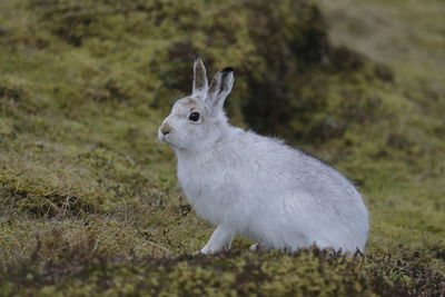 A mountain hare up close