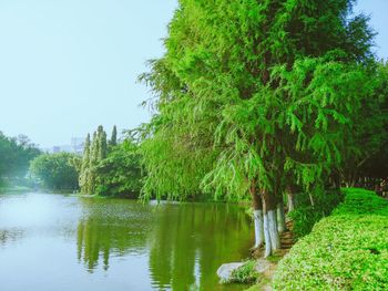 Reflection of trees in water