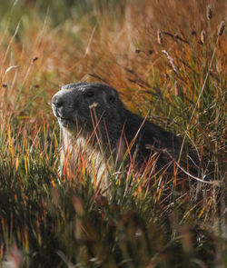 Side view of an animal on field