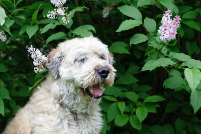 Portrait of dog with white flowers