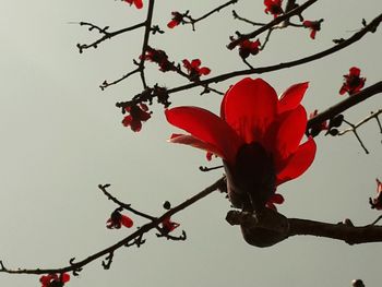 Low angle view of red flowers