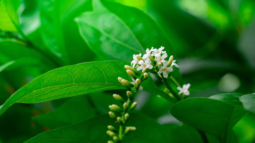 Close-up of flowering plant