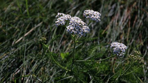 Close-up of flowering plants on land