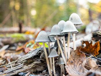 Close-up of mushrooms growing in forest