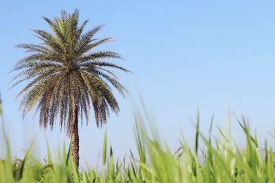 Low angle view of palm trees against sky