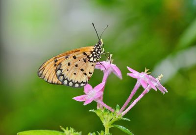 Close-up of butterfly pollinating on pink flower