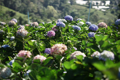 Close-up of flowering plant