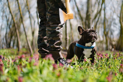 Low section of dog owner with axe and happy french bulldog in forest during spring