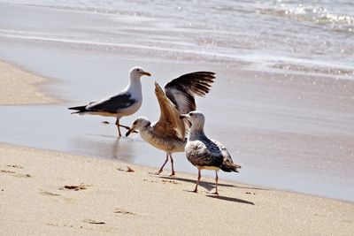 Seagulls perching on beach