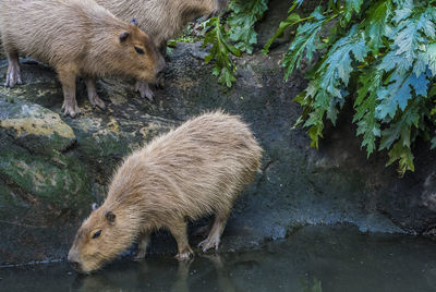 Capybara against lake