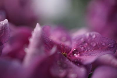 Close-up of water drops on flower