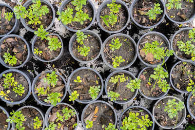 Green seedling.green salad growing from seed, plant cultivation on the farm farmer plant plant