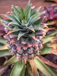 Close-up of pineapple