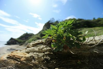 Plants growing on rocks against sky