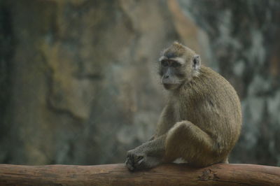 Monkey sitting on wood