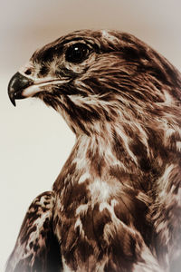 Close-up of hawk