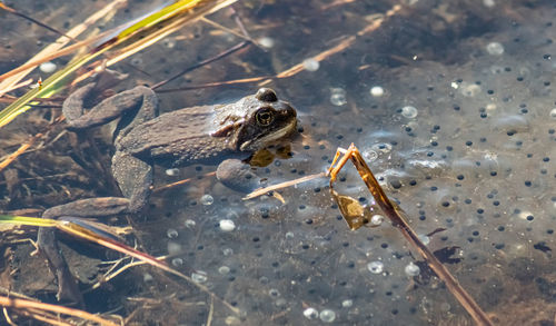 High angle view of frog
