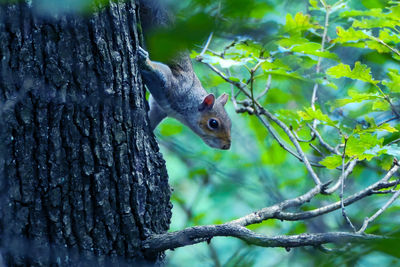 Squirrel on tree trunk