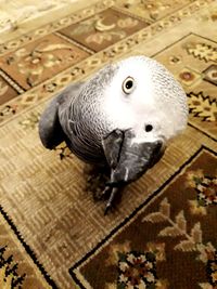 High angle view of a bird on floor