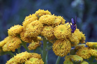 Close-up of insect on yellow flower