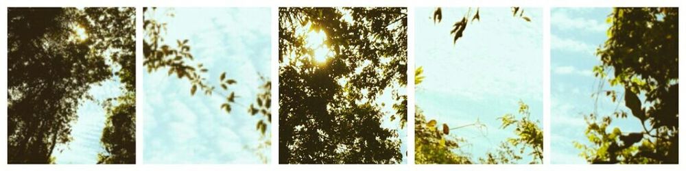 Scenic view of trees against blue sky